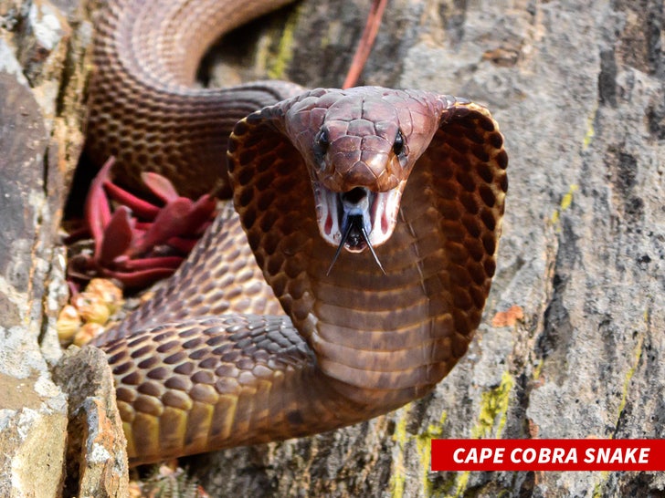 cape cobra snake