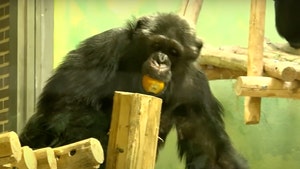 Woman Banned from Zoo Over 'Affair' With Chimp