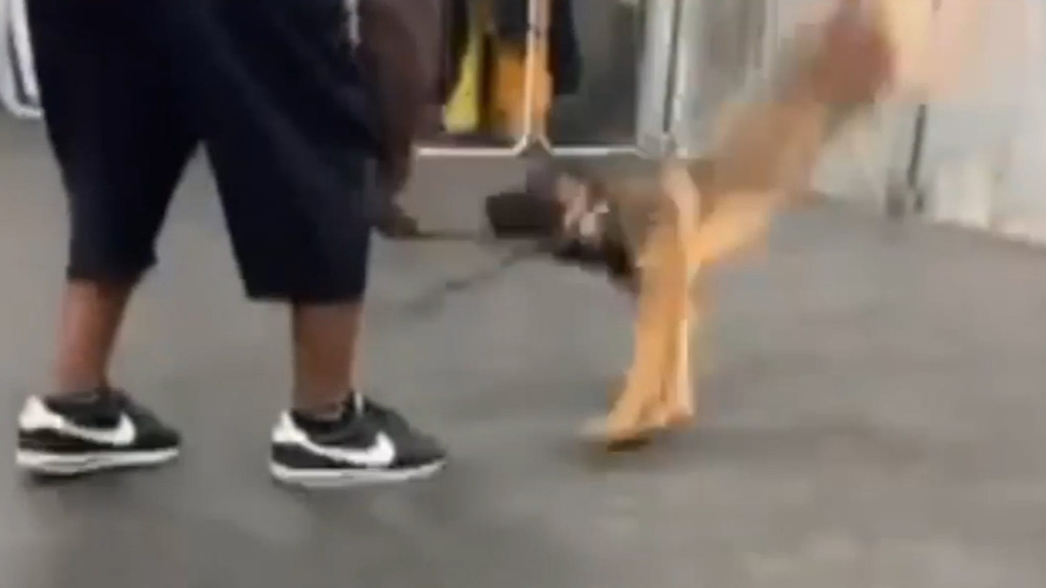 Trainer slams dog to ground, DA investigating abuse... thumbnail