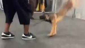 Dog Trainer Investigated After Viral Vid Shows Dog Slammed to Ground