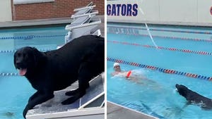 Olympic Hero Caeleb Dressel's Dog Shows Off Insanely Fast Swimming Skills