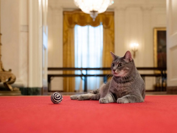 President Biden, White House Welcome New Family Cat