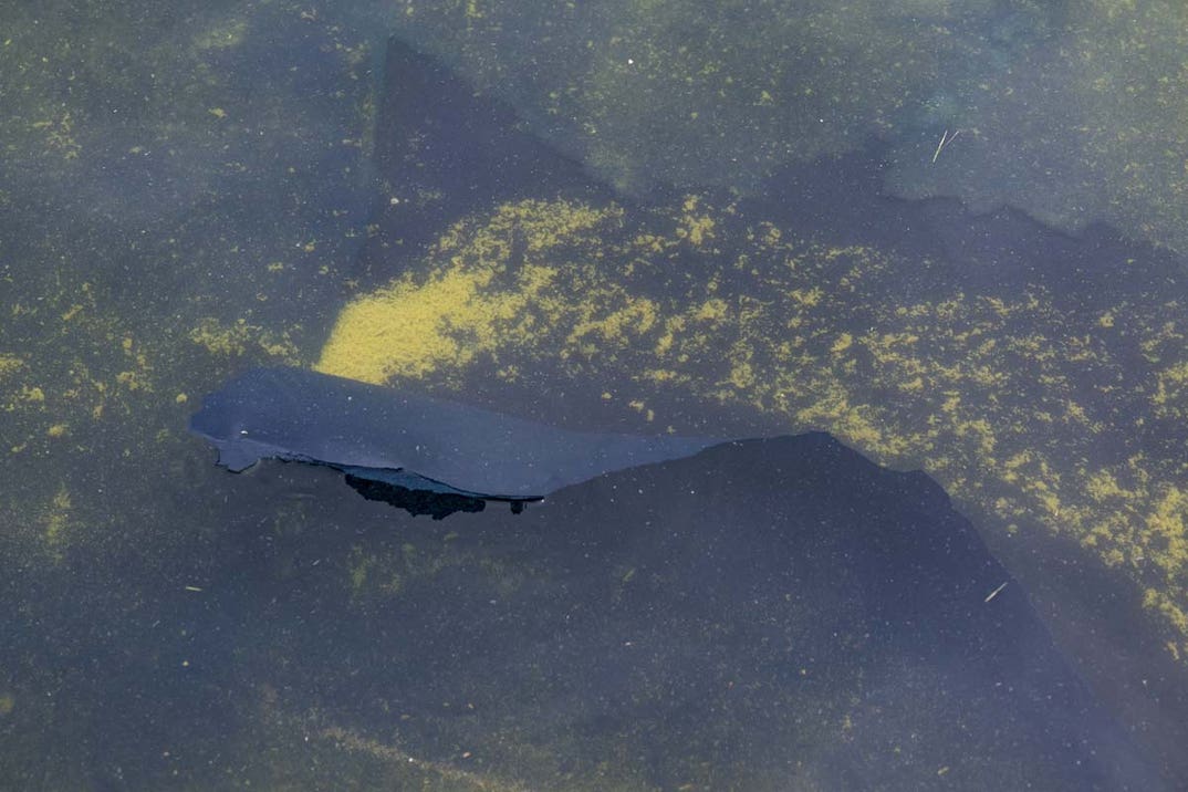 2026-06-18T200101Z_835223708_RC2JWLAYTGXV_RTRMADP_3_USA-250-REFLECTING-POOL