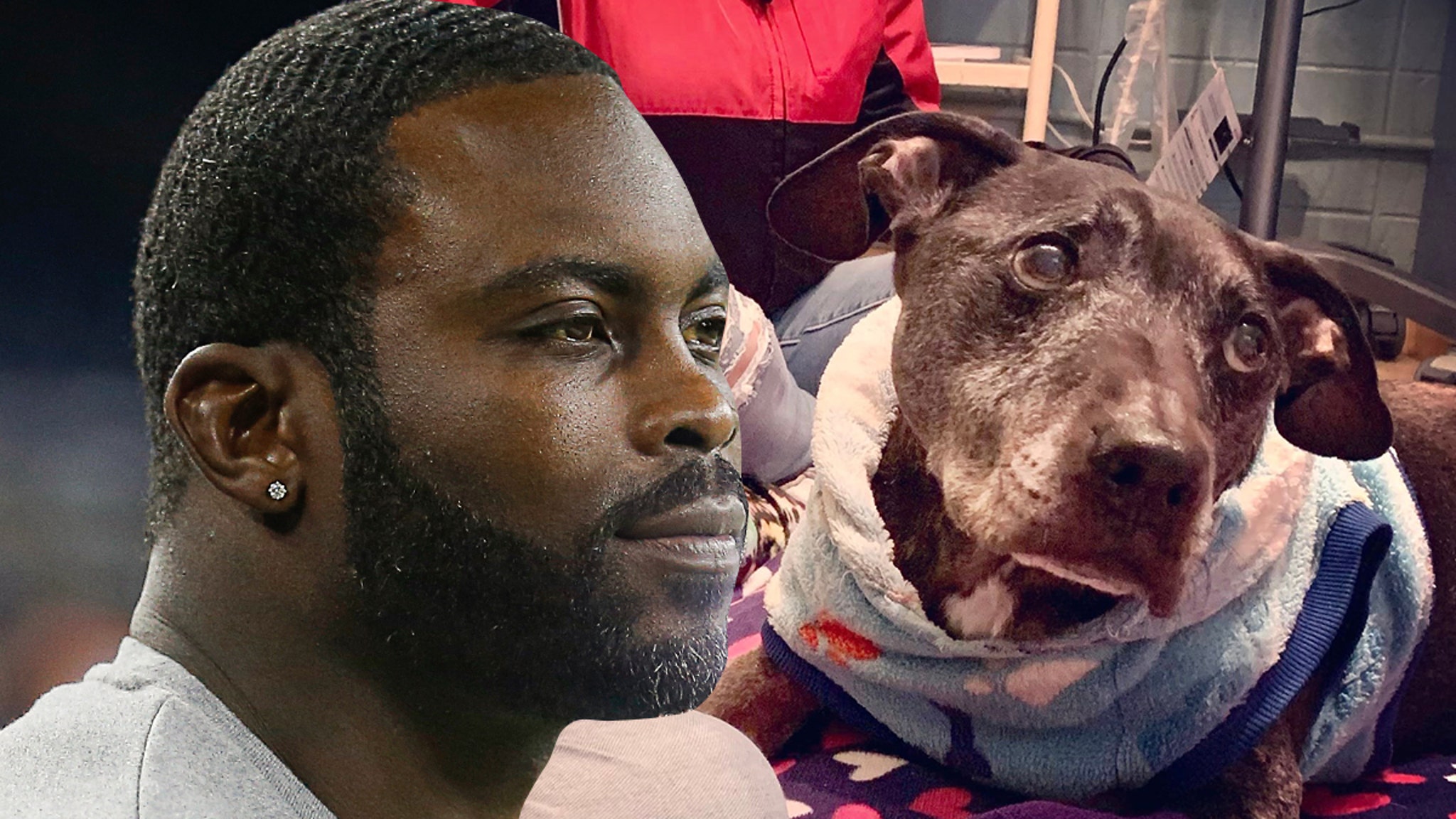 Michael Vick Dogfighting Dogs