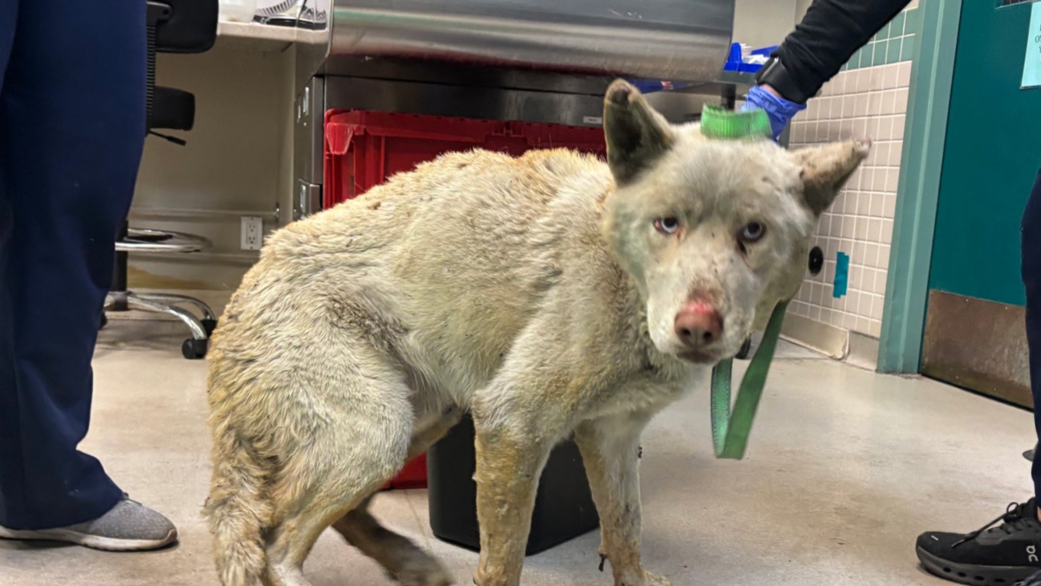 Pasadena Humane Society Shares Photos of Animals Treated for L.A. Fire Burns