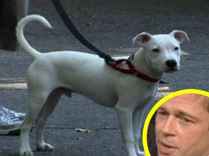 0926_pitt_bull_tmz