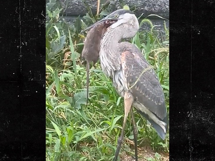 Video Shows Great Blue Heron Devouring Central Park Rat Whole