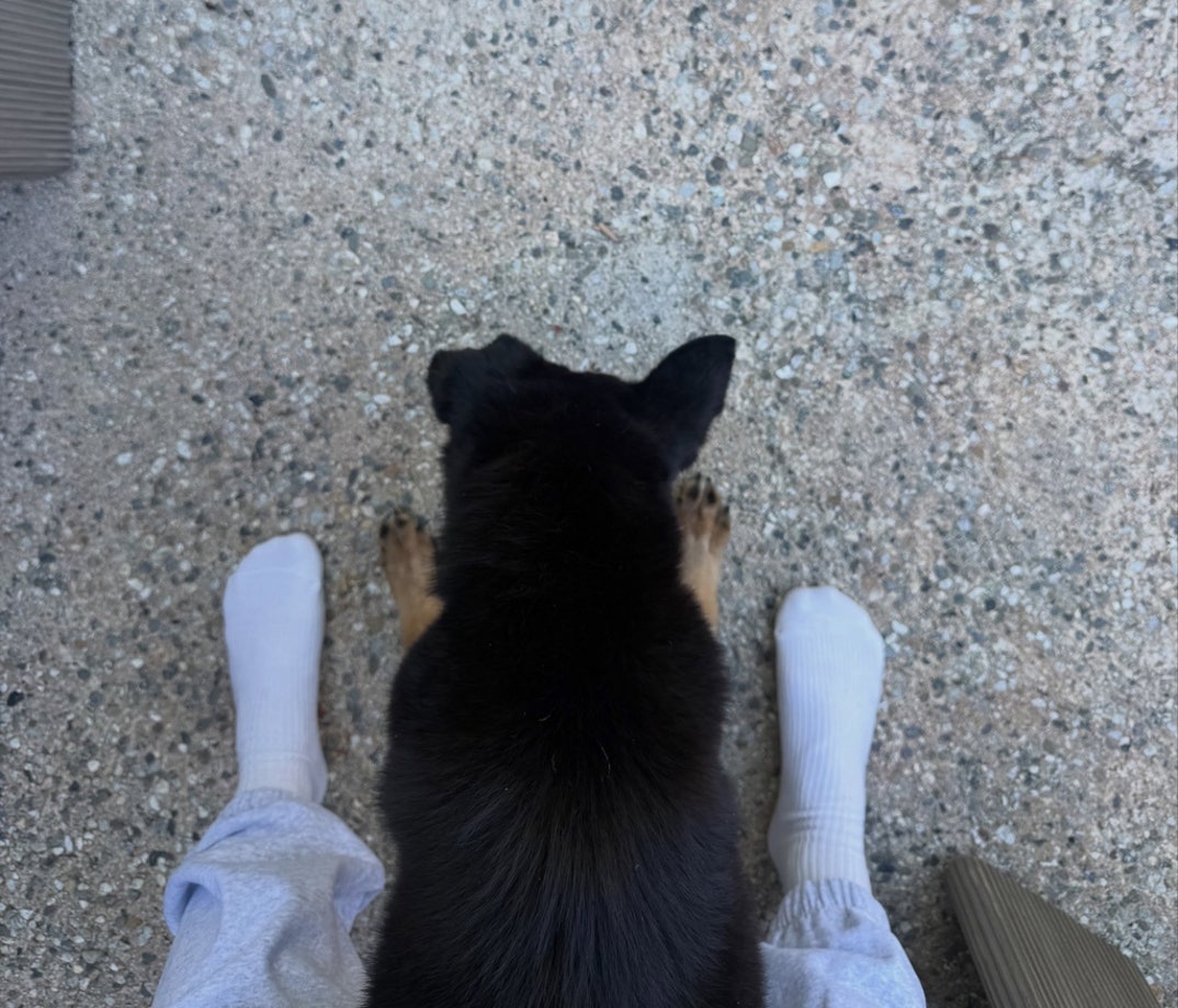 Remembering Ariana Grande Dog Coco 7