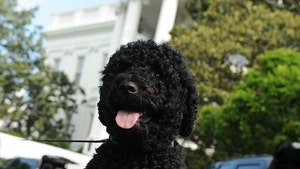 Obama Dog Sunny Has Bite, But NO History Of Aggression