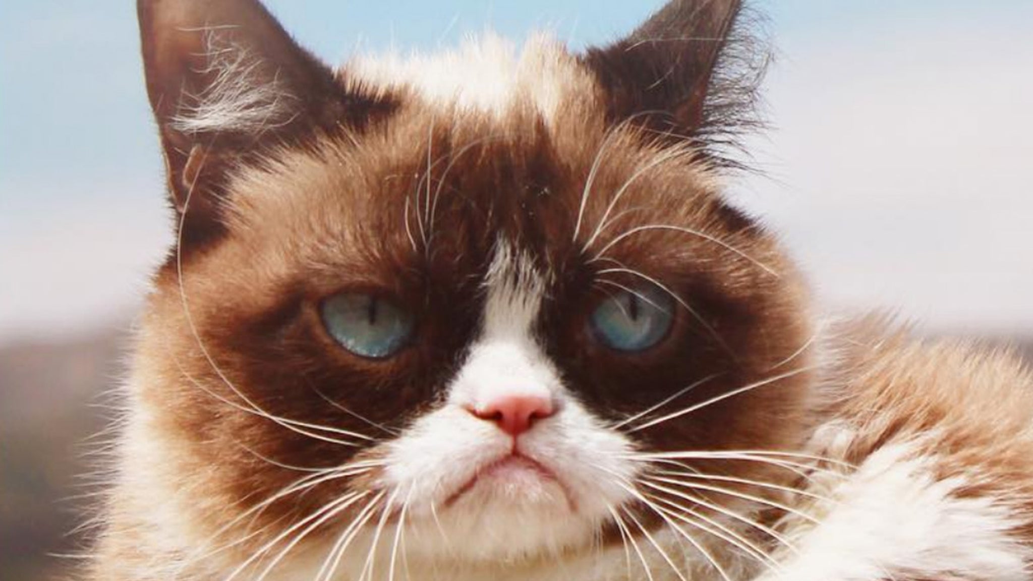 Grumpy Cat Dead At 7