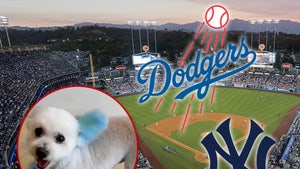 dodgers yankees blue dogs