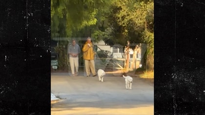 david-charvet-dogs-kal-04-24-2026
