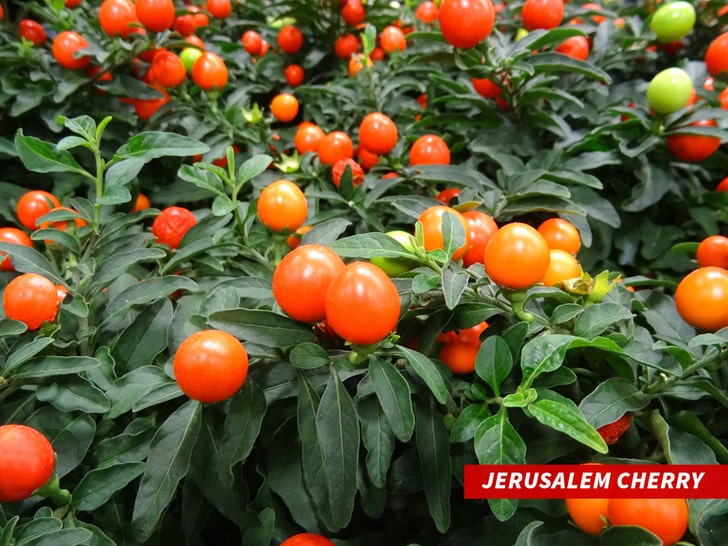 Jerusalem cherry