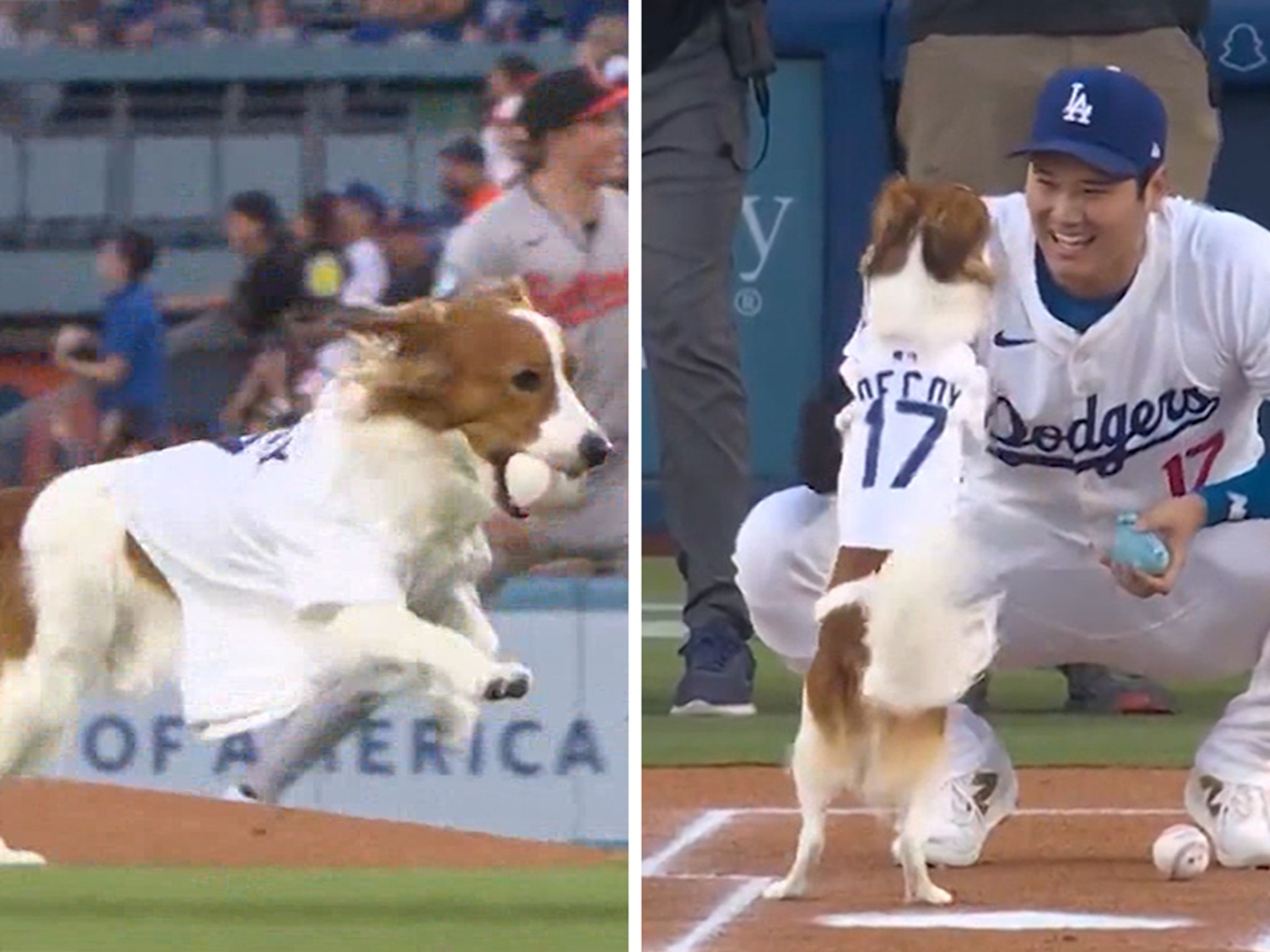 Shohei Ohtani's Dog, Decoy, Performs Perfect First Pitch Before