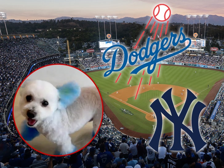 dodgers yankees blue dogs