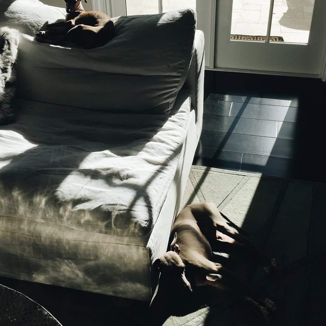 Kylie Jenner Norman Dog 6