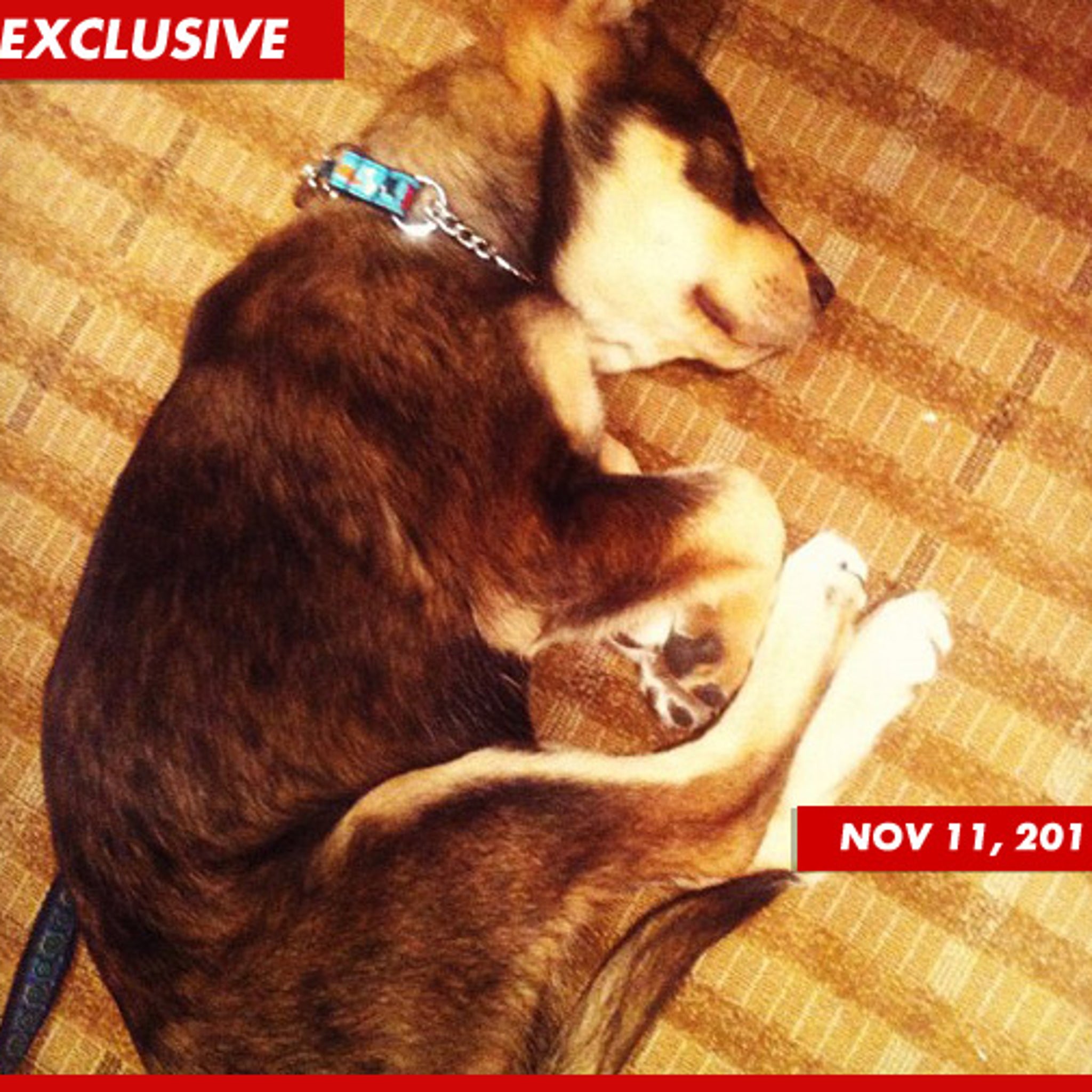 Selena Gomez' Dog Rocks Out ... Nearly Dies