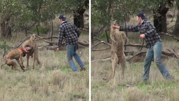 Avustralyalı Adam Hayvanı Kovalayıp Yere Düşürdükten Sonra Kanguruyla Dövüşüyor