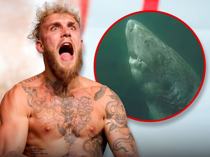 Jake Paul Jokes He's Fighting 392-Year-Old Shark After Mike Tyson Win