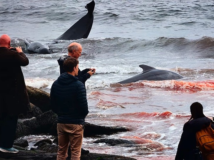 Faroe Islands Controversial Dolphin Slaughter Graphic Content 5