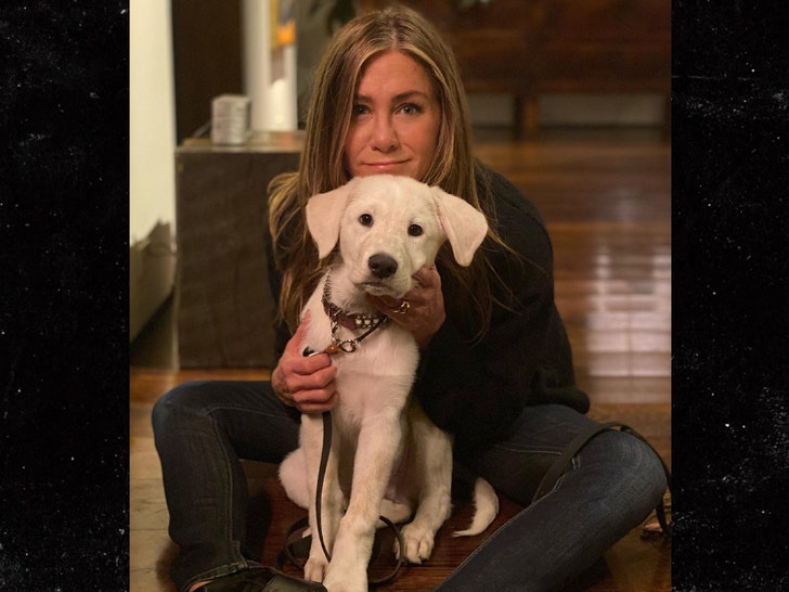 jennifer aniston pet resue instagram