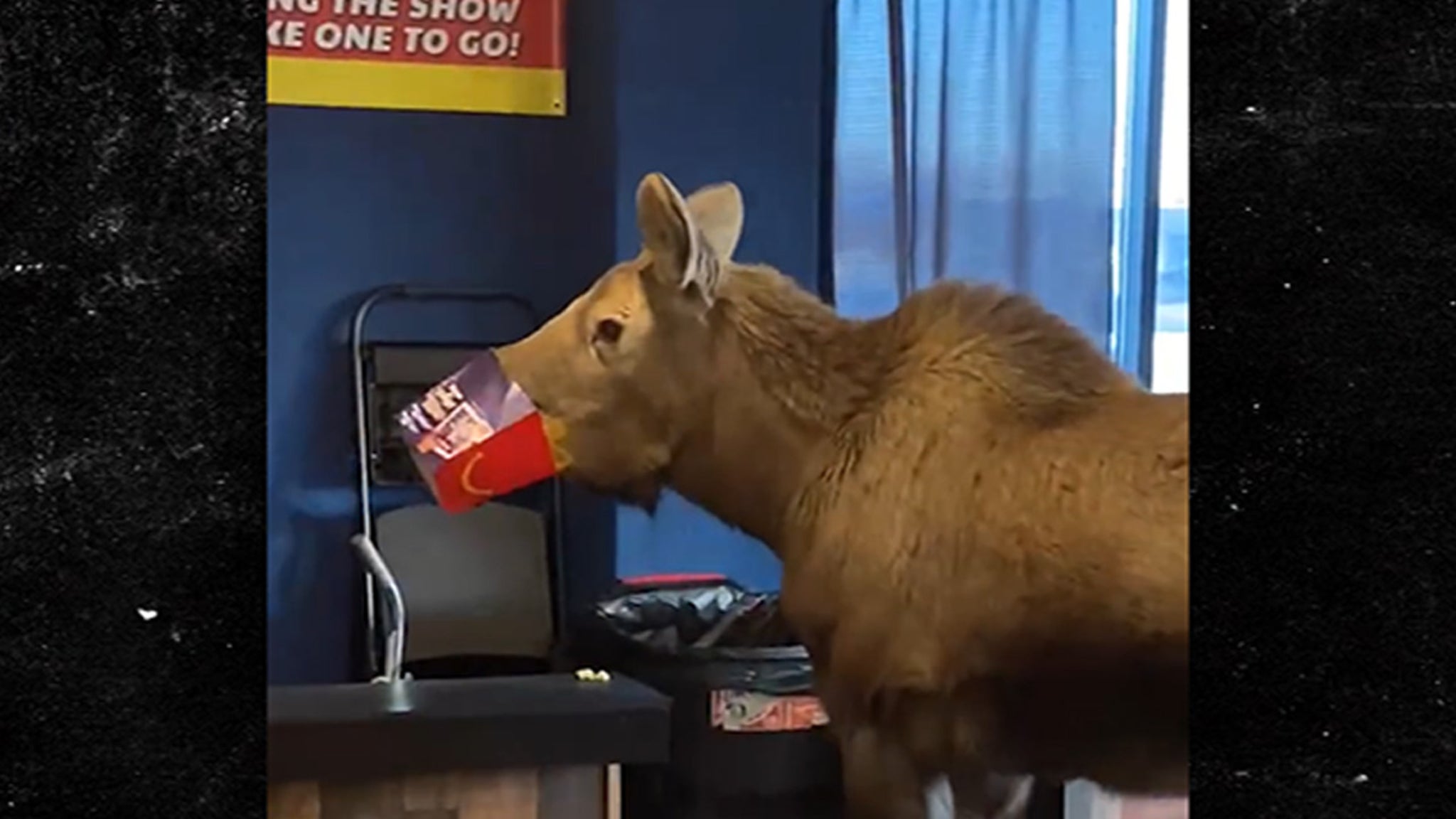 Moose on the Loose Inside Movie Theater in Alaska
