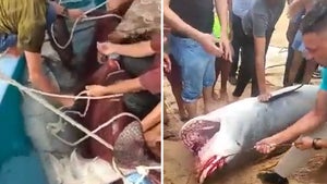 Authorities Capture and Kill Shark Responsible for Killing Man in Egypt Attack