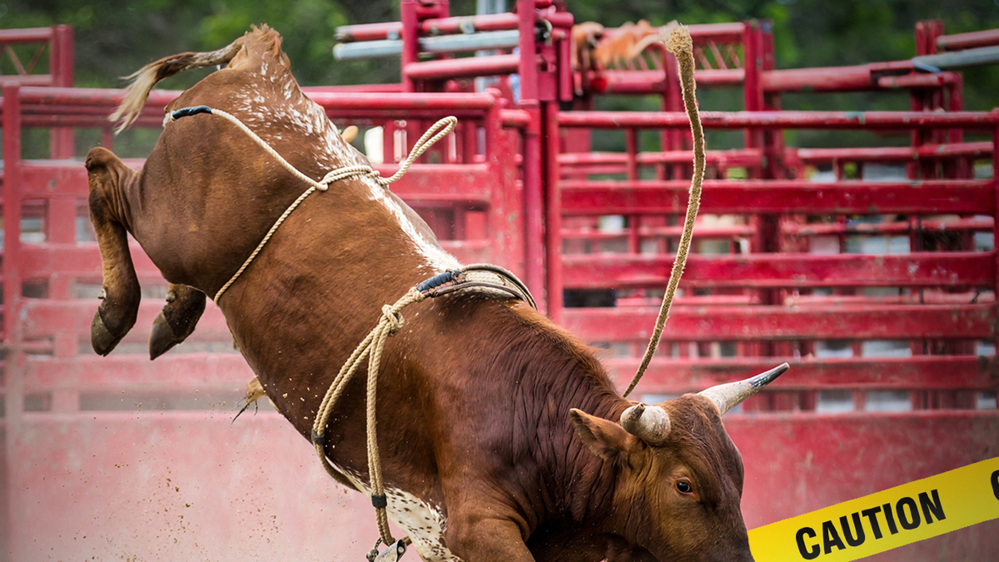 NYC Rodeo Nightmare: Bull Rider Crushed in Bronx Brawl!