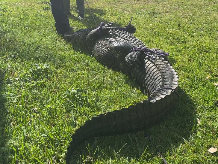 On camera, 85-year-old Florida woman killed by alligator while trying to  protect her dog