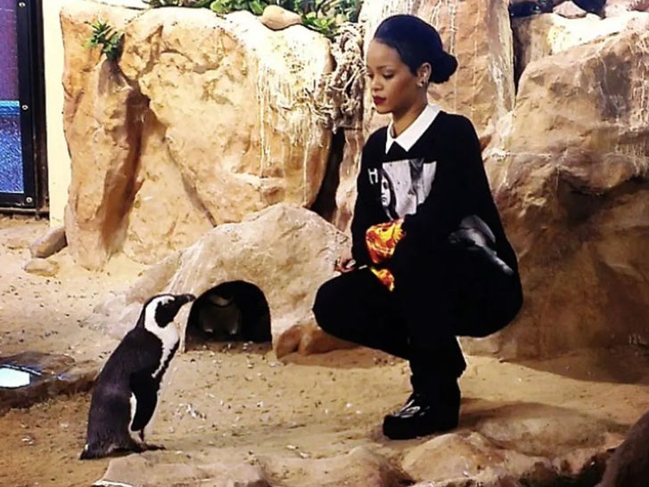 Music Stars With Penguins
