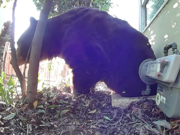 525lb Bear encontrado sob a casa evacutada em Altadena Ktla