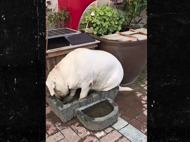 100925 Supervivencia del perro SUB3.JPG