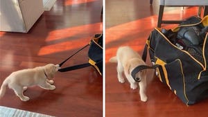 Charlie Coyle's Puppy Wrestles With NHL Star's Bag In Cutest Video Ever