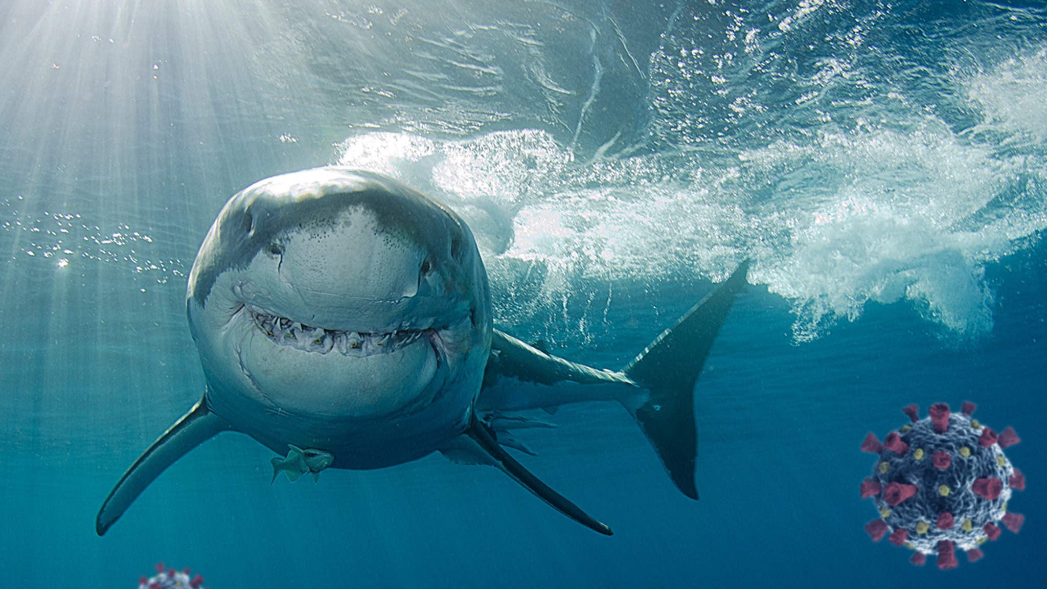 az-news-ai.blogspot.com - Coronavirus Vaccine Could Result in Half a Million Shark Deaths - TMZ