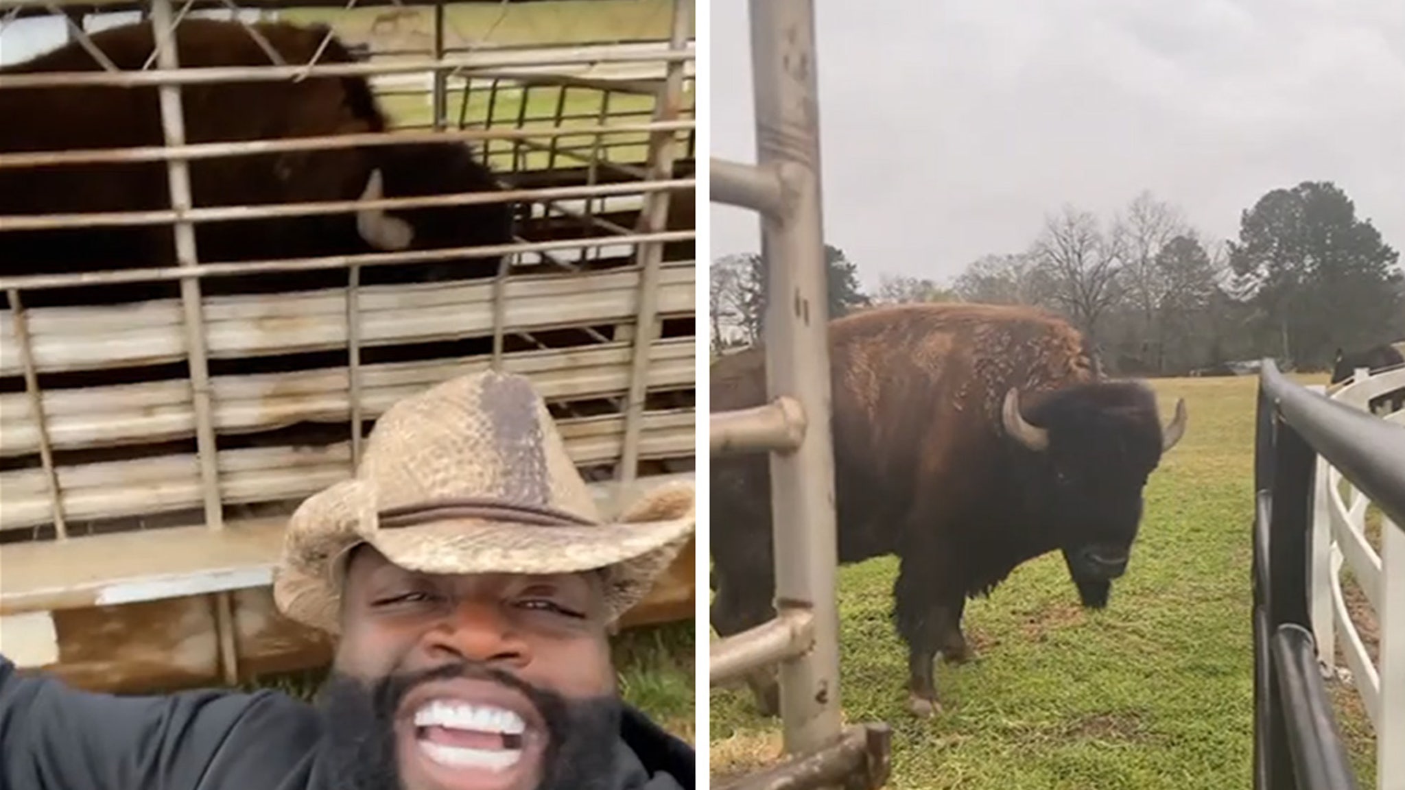 Rick Ross Gifted Two Huge Buffalos To His Atlanta Ranch