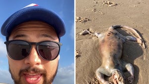 Man Finds 'Extraterrestrial'-Like Creature on Australian Beach