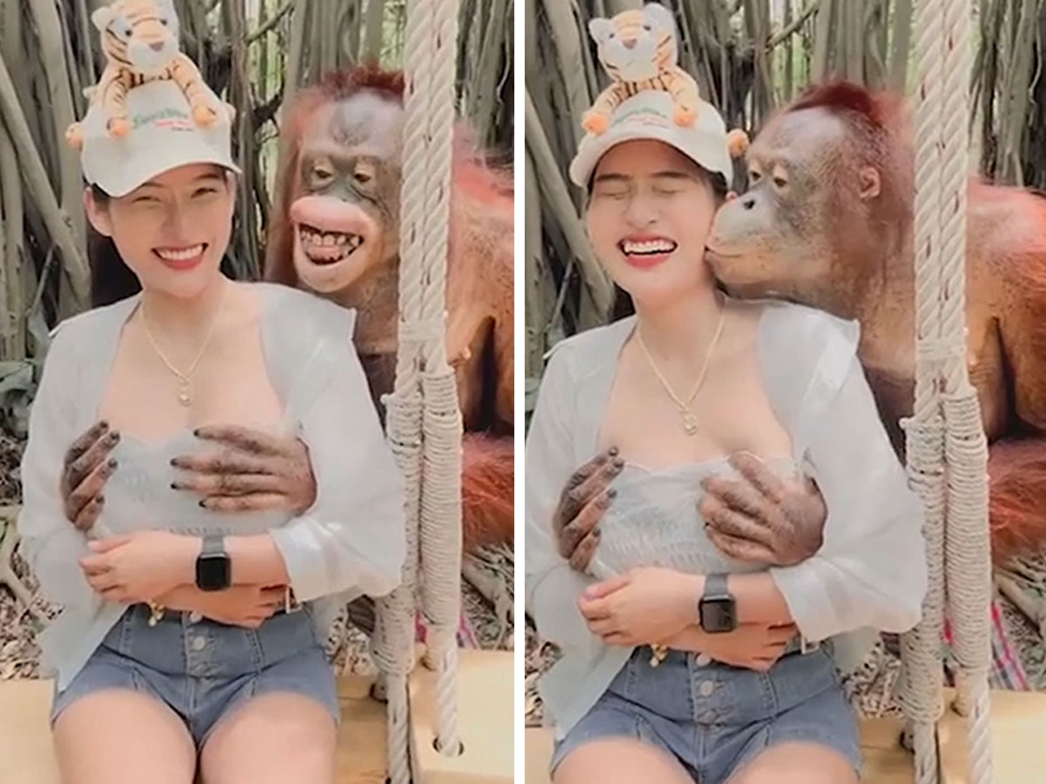 2048px x 1536px - Orangutan Grabs Woman's Breasts at Zoo, Kisses Her on Video