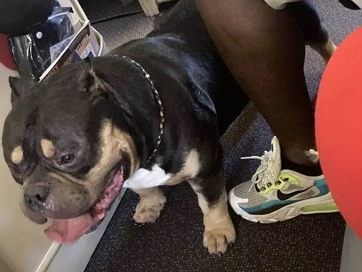 Un chien qui pète sur un vol de Singapore Airlines obtient un remboursement de 1 400 $ pour les passagers
