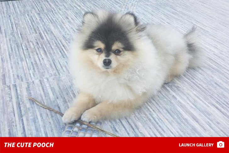 Lucky Lucci -- The Cute Pooch