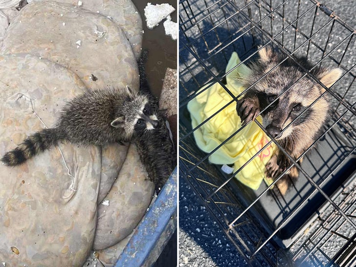 Recuperou o rackon bêbado depois de comer pêssego bêbado