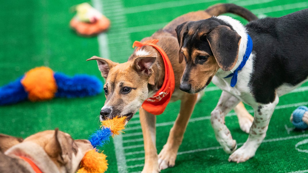 0206-Puppy-Bowl-Pics-PRIMARY
