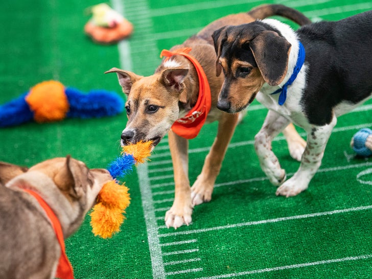 Puppy Bowl 22nd Edition Pics
