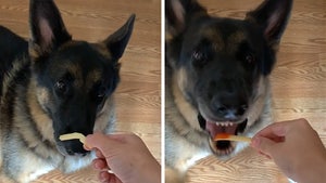 Dog Proves McDonald's Fries Taste Way Better with Ketchup