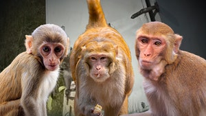 Rhesus Macaques Monkeys Escaped getty 1