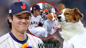 shohei ohtani decoy main getty x