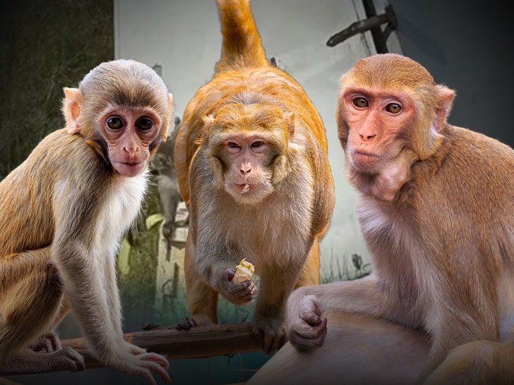 Rhesus Macaques Monkeys Escaped getty 1