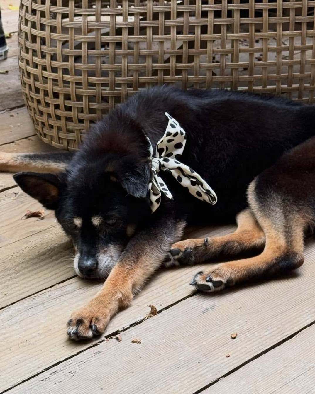 Remembering Ariana Grande Dog Coco 10