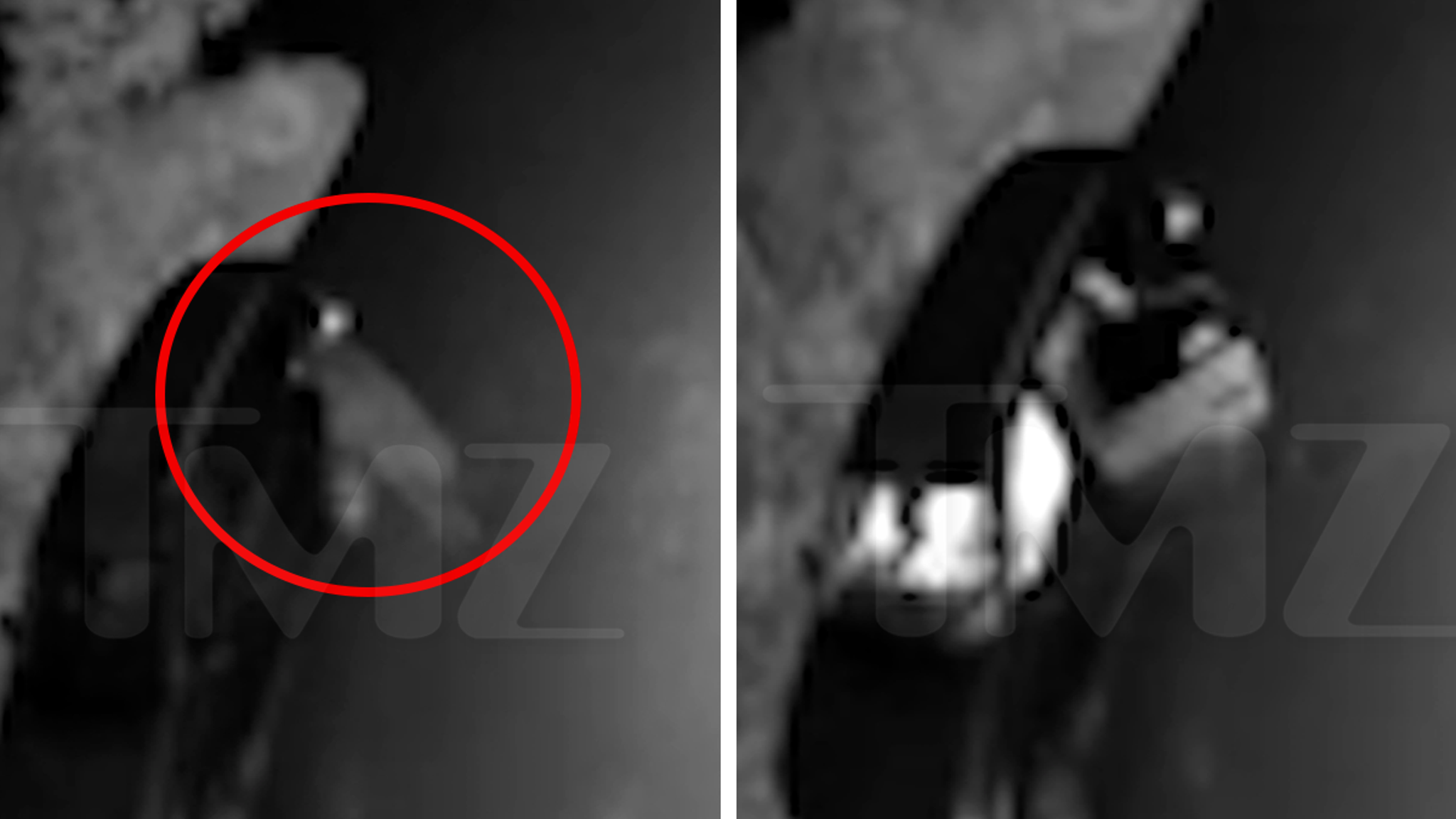 Montana Bear Breaks Into Car in Wild Video
