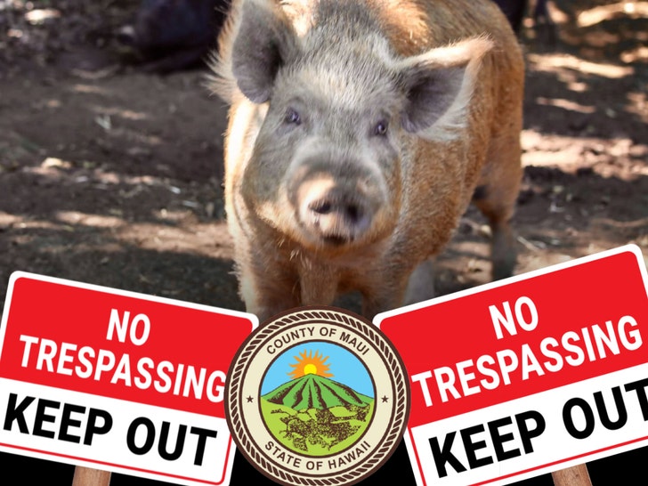 kitty charm farm pig maui no trespassing