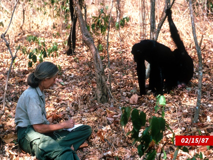 Jane Goodall está trabajando con Getty Animals